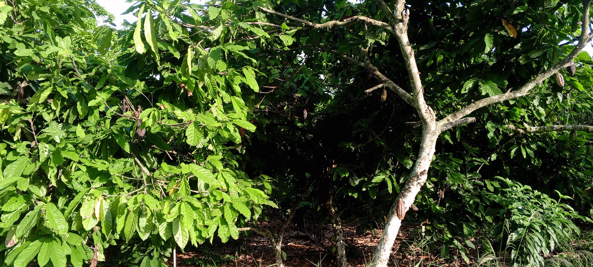 Cocoa pods growing on a cocoa farm in Ghana