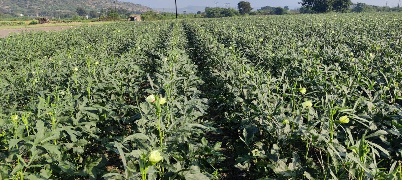 Okra plants growing in a cultivated field in Ghana